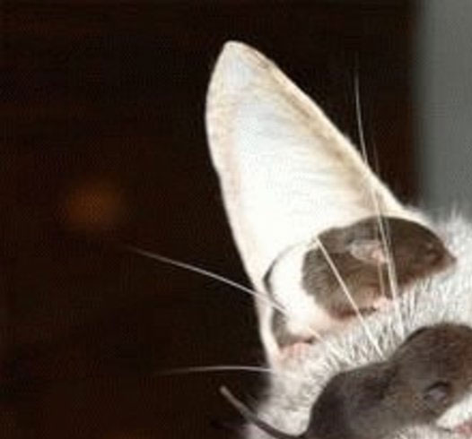 Cat's ear with mice