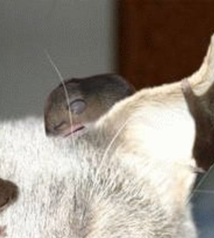 Cat's ear with mice