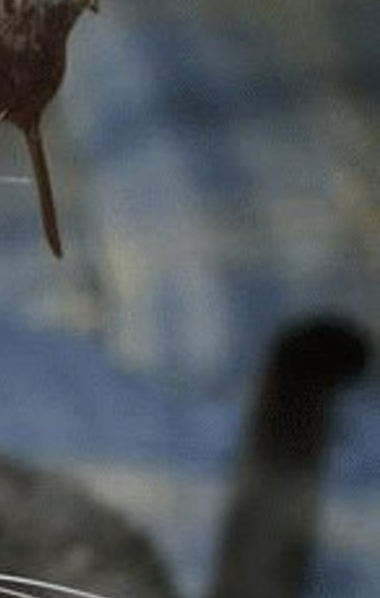 Mouse tail