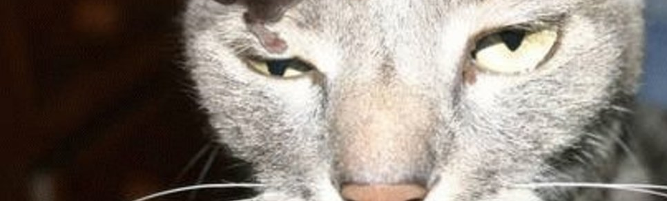 Cat's eyes