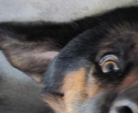 The dog's eye