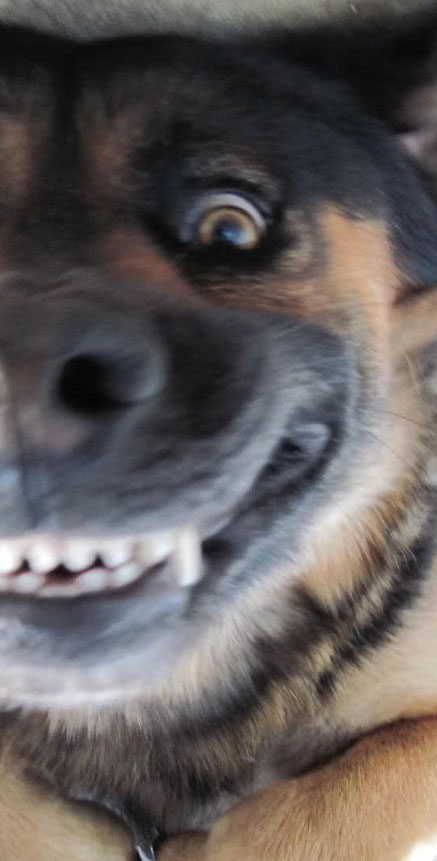 Dog's nose and eye
