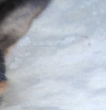 Dog's ear