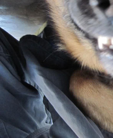 Dog's tooth