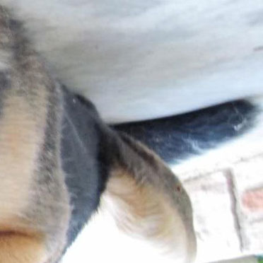 Dog's tail
